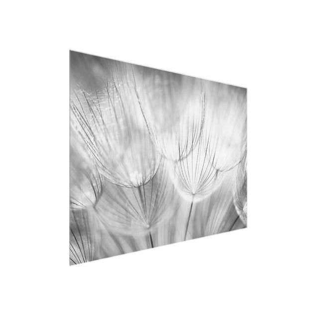 Glasbild - Pusteblumen Makroaufnahme in schwarz weiss - Quadrat 1:1 - Blumenbild Glas