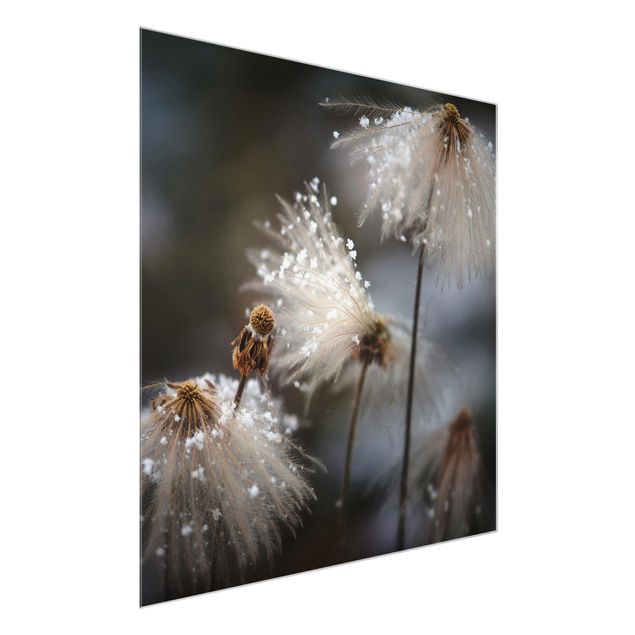 Glasbild - Pusteblumen mit Schneeflocken - Quadrat 1:1