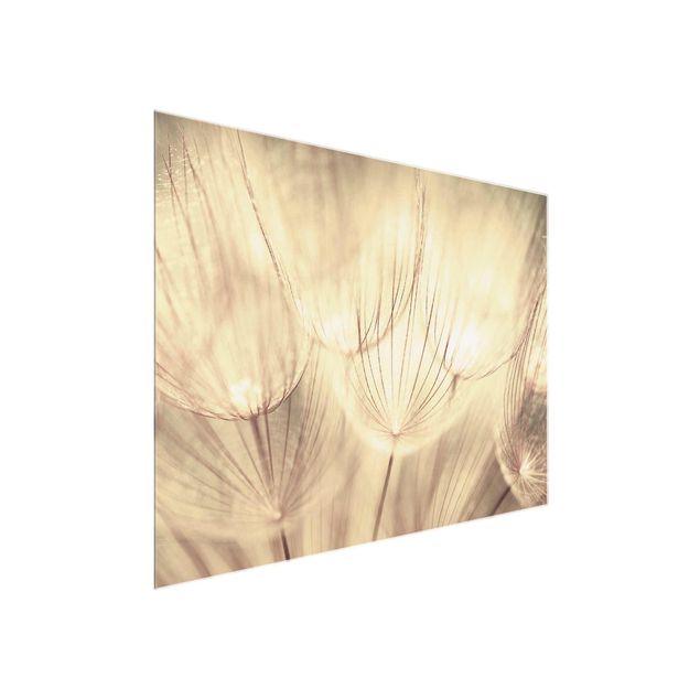 Glasbild - Pusteblumen Nahaufnahme in wohnlicher Sepia Tönung - Quer 3:2 - Blumenbild Glas