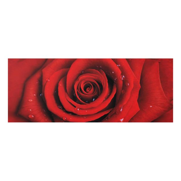 Glasbild - Rote Rose mit Wassertropfen - Panorama Quer - Blumenbild Glas