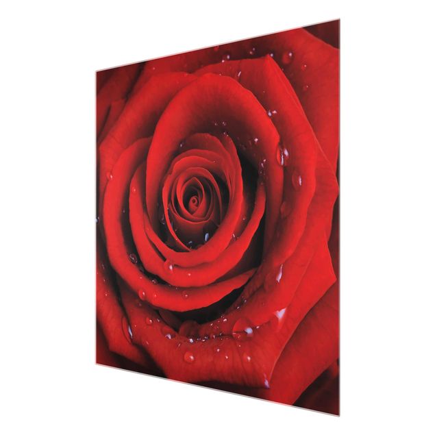 Glasbild - Rote Rose mit Wassertropfen - Quadrat 1:1 - Blumenbild Glas