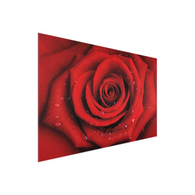 Glasbild - Rote Rose mit Wassertropfen - Quer 3:2 - Blumenbild Glas