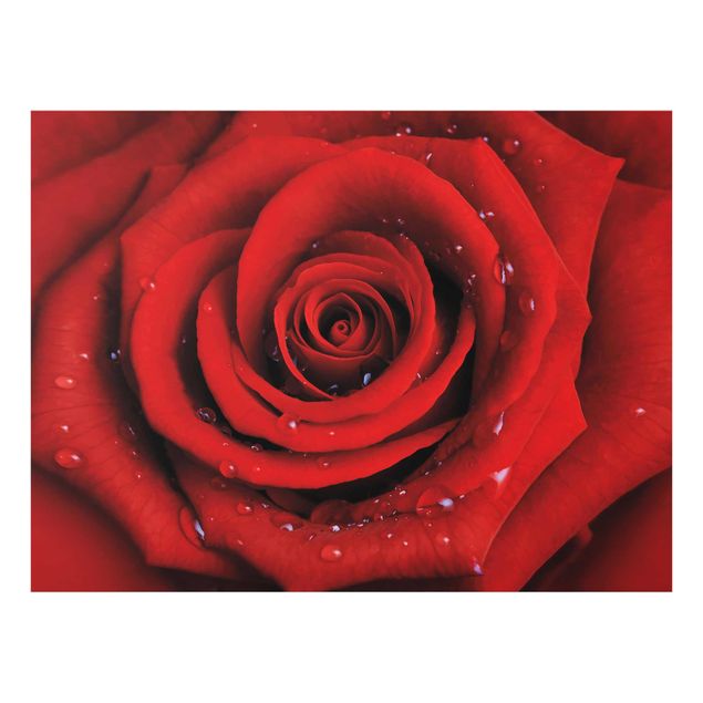 Glasbild - Rote Rose mit Wassertropfen - Quer 4:3 - Blumenbild Glas