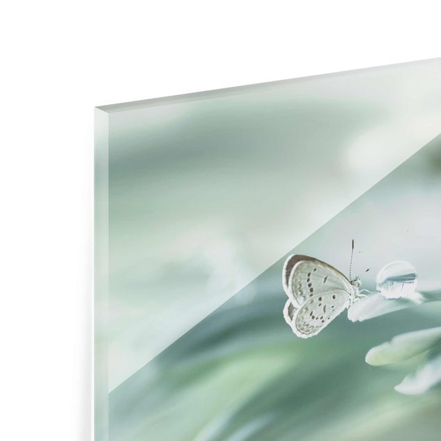 Glasbild - Schmetterling und Tautropfen in Pastellgrün - Querformat 2:3