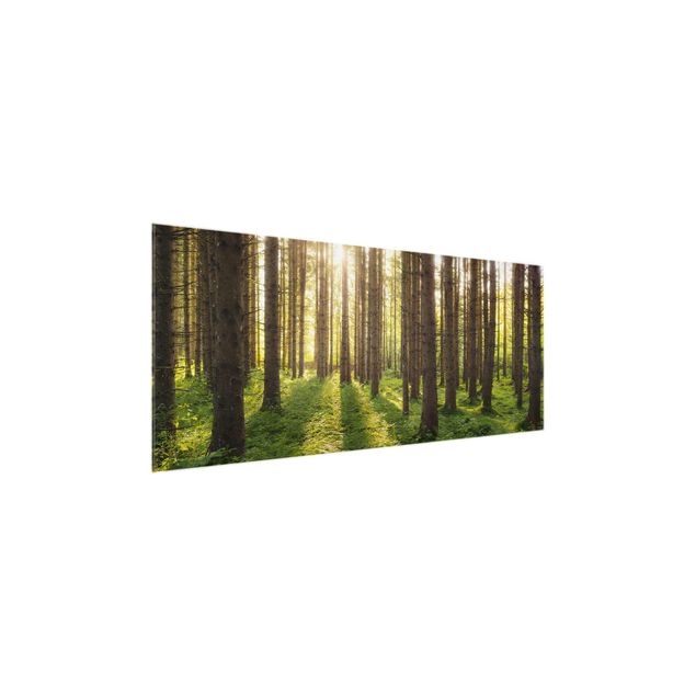 Glasbild - Sonnenstrahlen in grünem Wald - Panorama Quer - Waldbild Glas