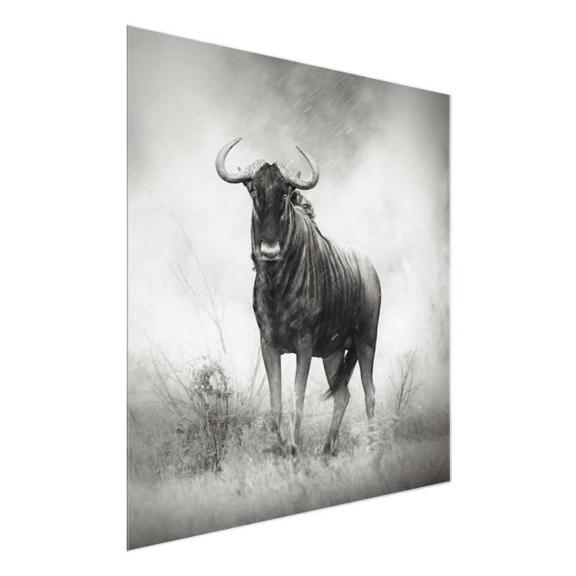 Glasbild - Staring Wildebeest - Quadrat 1:1