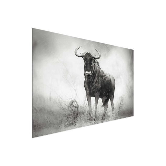 Glasbild - Staring Wildebeest - Quer 3:2