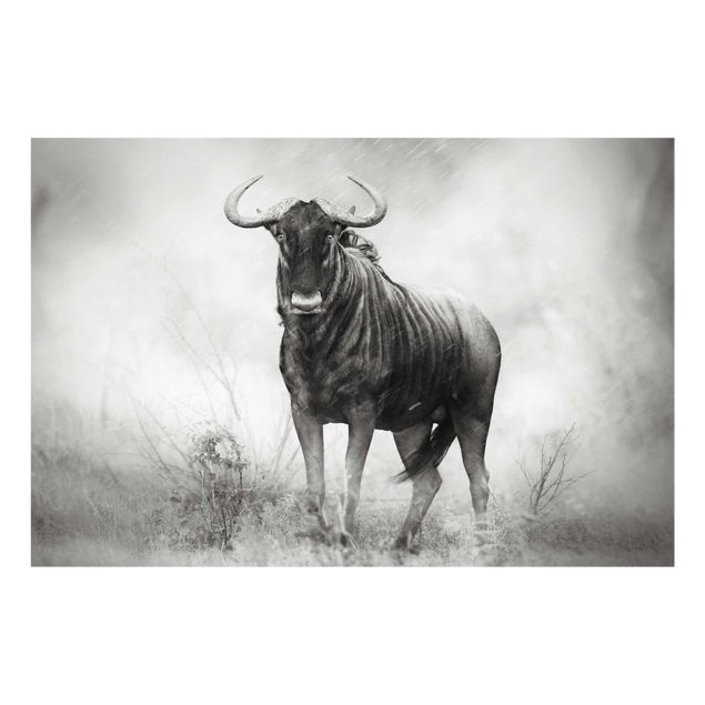 Glasbild - Staring Wildebeest - Quer 3:2
