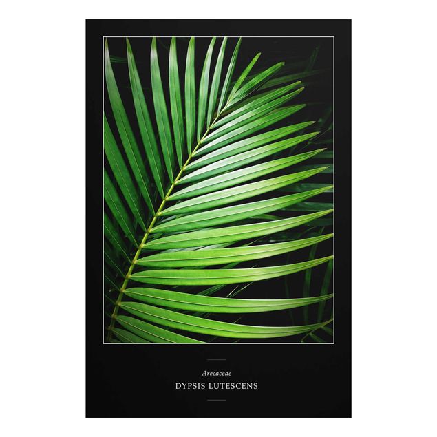 Glasbild - Tropisches Palmblatt - Hochformat 2:3