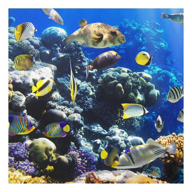 Glasbild - Underwater Reef - Quadrat 1:1