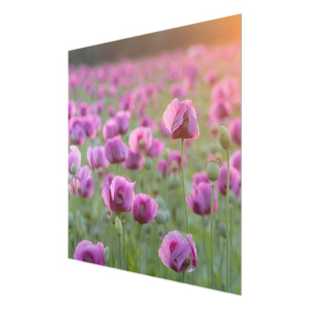 Glasbild - Violette Schlafmohn Blumenwiese im Frühling - Quadrat 1:1 - Blumenbild Glas