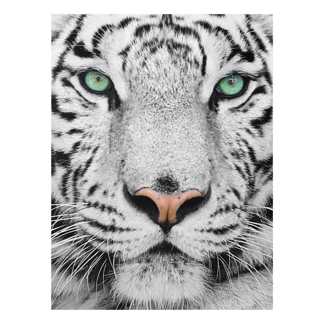 Glasbild - Weißer Tiger - Hoch 3:4