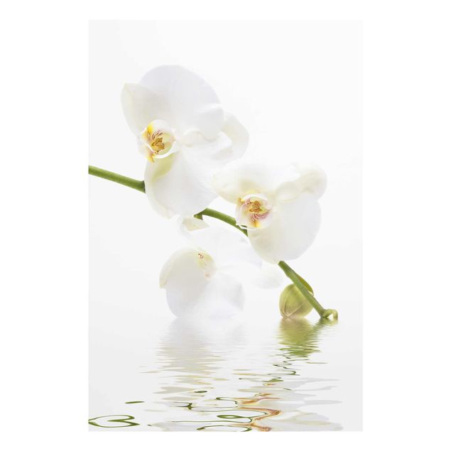 Glasbild - White Orchid Waters - Hoch 2:3
