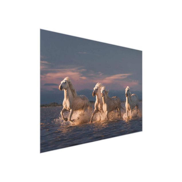 Glasbild - Wilde Pferde in Kamargue - Querformat 3:4