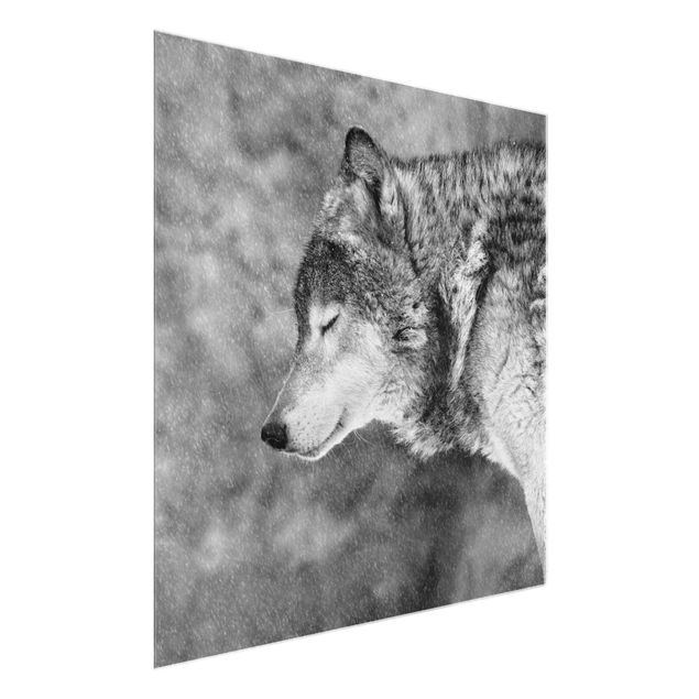 Glasbild - Winter Wolf - Quadrat 1:1