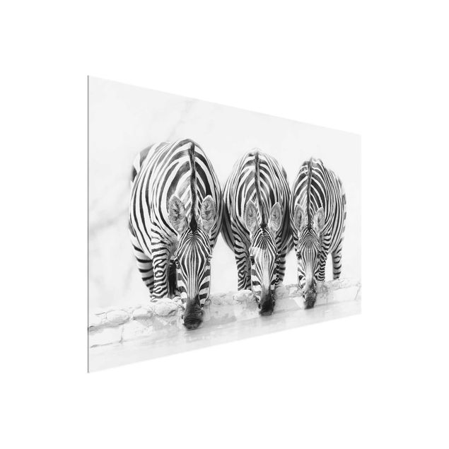 Glasbild - Zebra Trio schwarz-weiß - Querformat 2:3