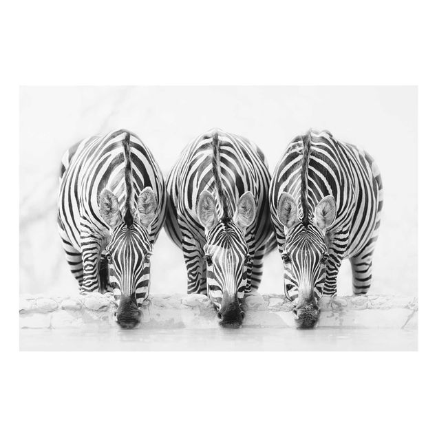 Glasbild - Zebra Trio schwarz-weiß - Querformat 2:3