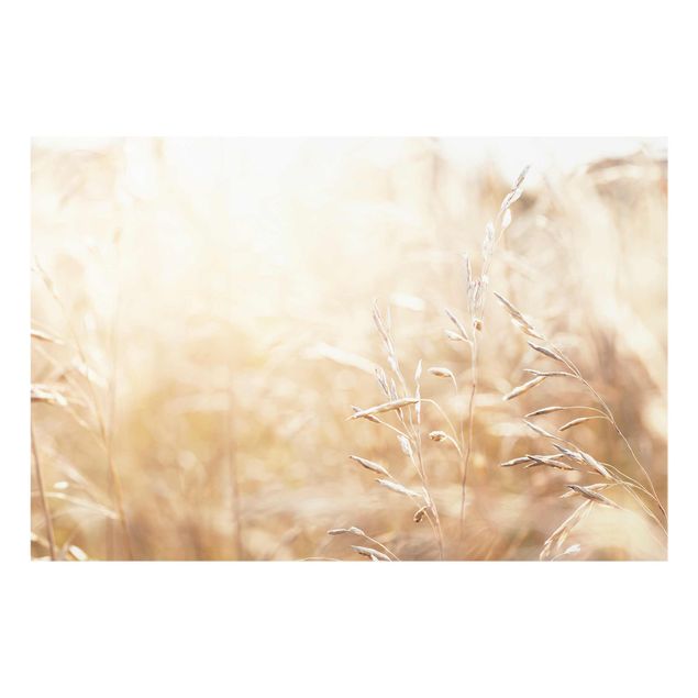 Glasbild - Gräser im Sonnenschein - Querformat
