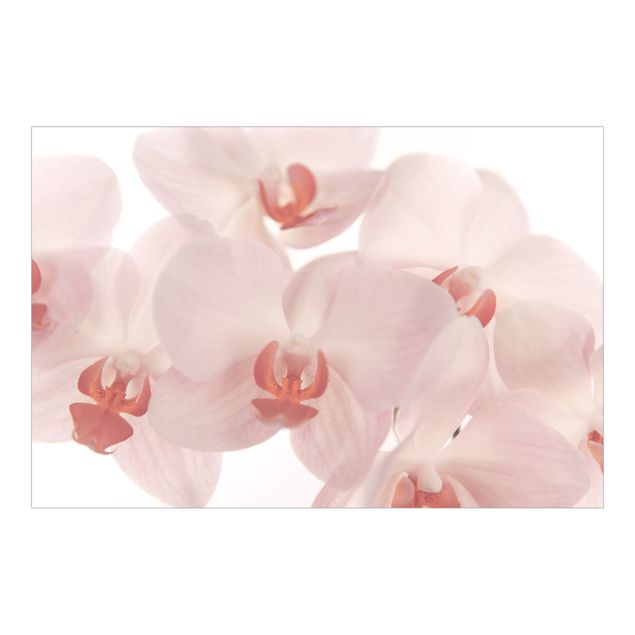 Fototapete - Helle Orchidee Blumentapete - Svelte Orchids - Querformat