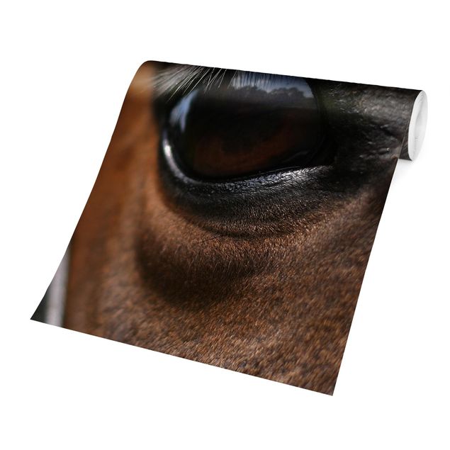 Fototapete - Horse Eye
