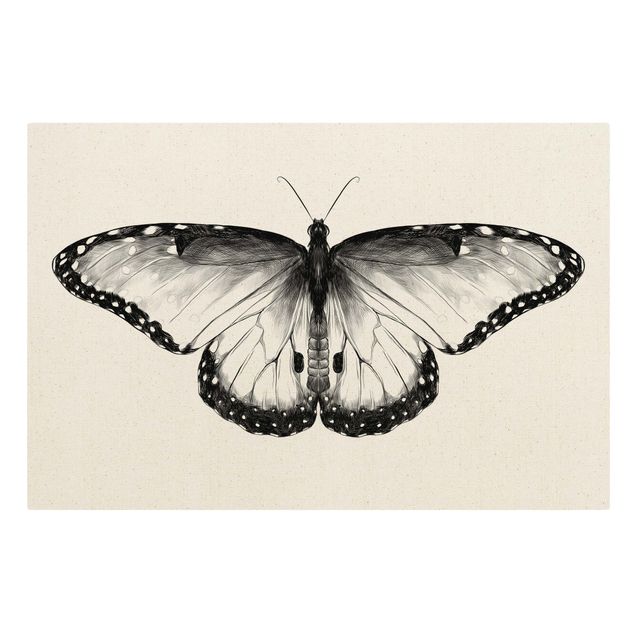 Leinwandbild Natur - Illustration fliegender Blauer Morpho Schwarz - Querformat 3:2