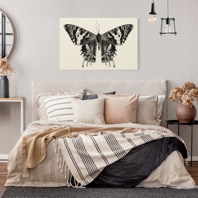 Leinwandbild Natur - Illustration fliegender Madagaskar Schmetterling - Querformat 3:2