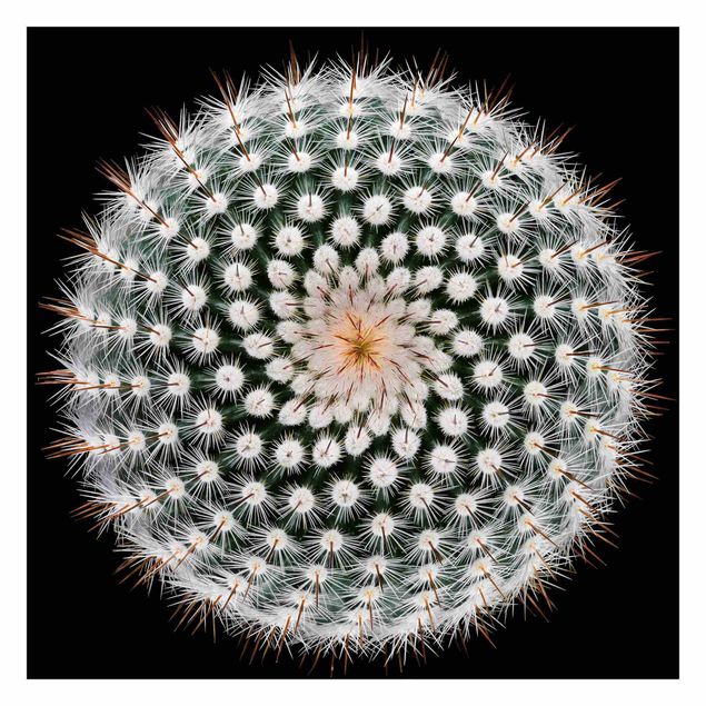 Fototapete - Kaktusblüte