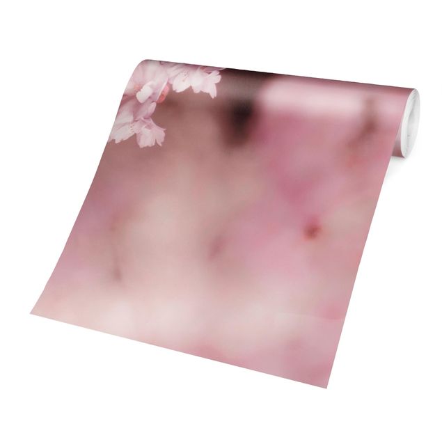 Fototapete - Kirschblüte im Violetten Licht - Quadrat