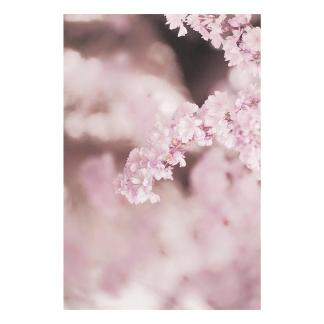 Glasbild - Kirschblüte im Violetten Licht - Hochformat