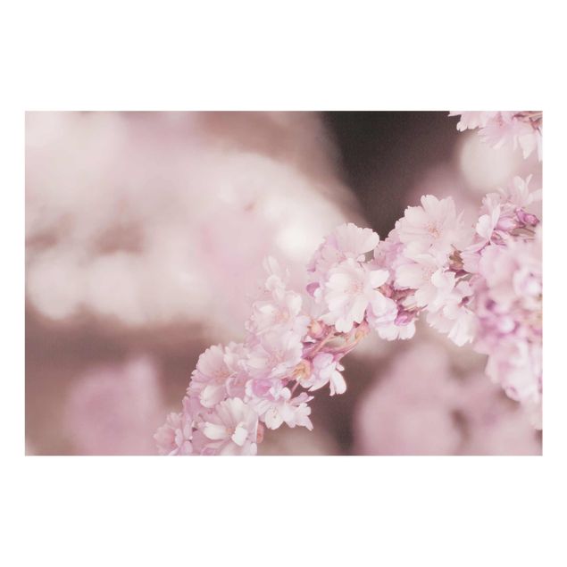 Glasbild - Kirschblüte im Violetten Licht - Querformat
