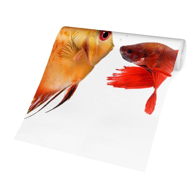 Fototapete - Küssende Fische