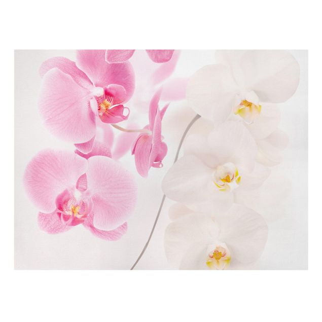 Leinwandbild - Delicate Orchids - Quer 4:3