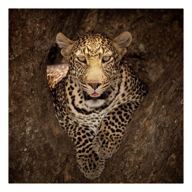 Leinwandbild - Leopard ruht auf einem Baum - Quadrat 1:1