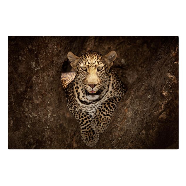 Leinwandbild - Leopard ruht auf einem Baum - Quer 3:2