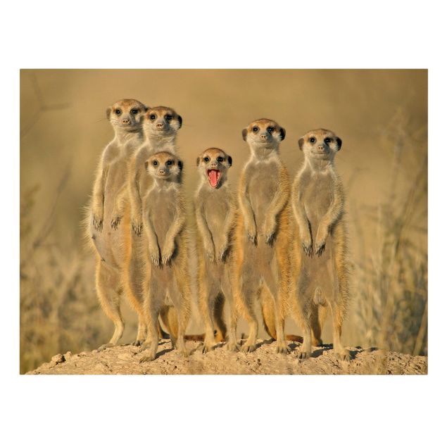 Leinwandbild - Meerkat Family - Quer 4:3
