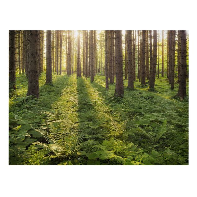 Leinwandbild - Sonnenstrahlen in grünem Wald - Quer 4:3