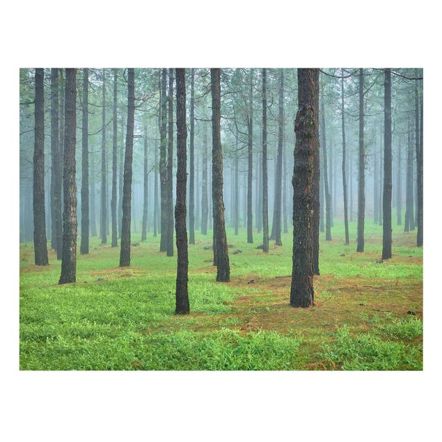 Leinwandbild - Tiefer Wald mit Kiefern auf La Palma - Quer 4:3