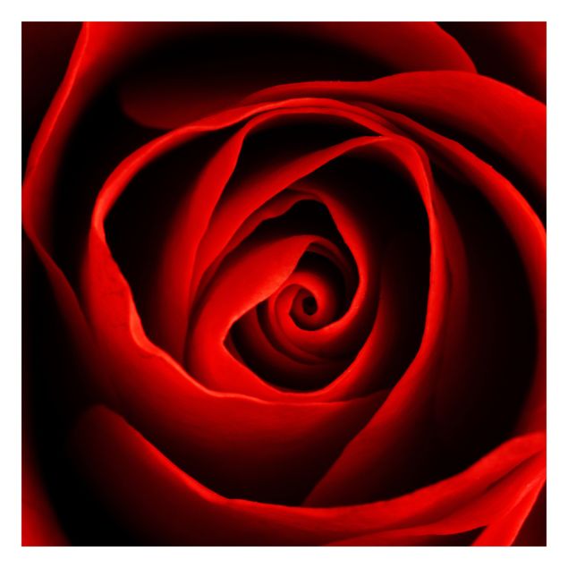 Fototapete - Liebliche Rose