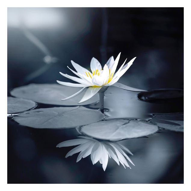 Fototapete - Lotus Spiegelung im Wasser