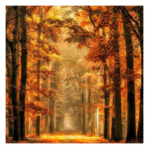 Fototapete - Märchenwald im Herbst