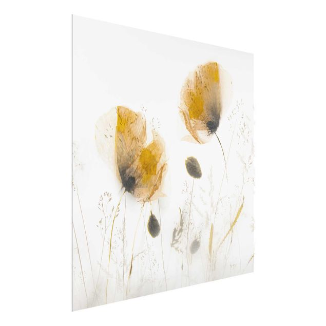 Glasbild - Mohnblumen und zarte Gräser im weichen Nebel - Quadrat