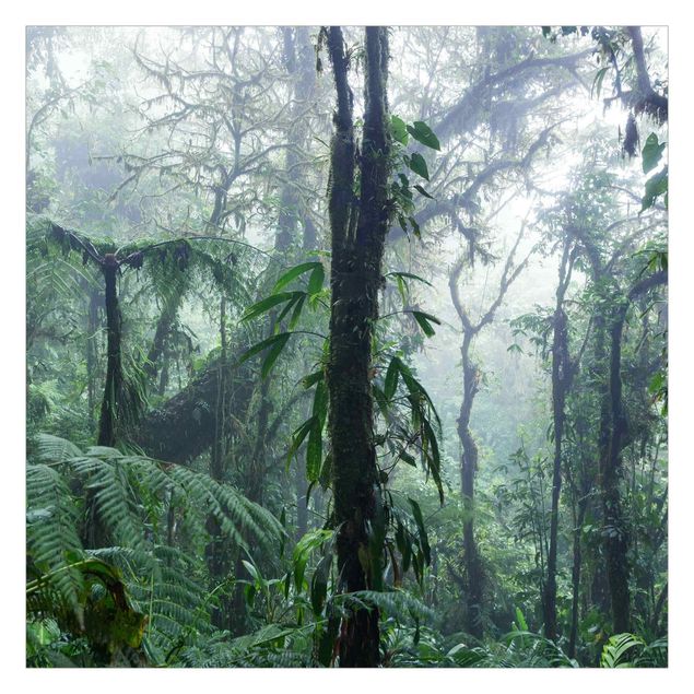 Fototapete - Monteverde Nebelwald