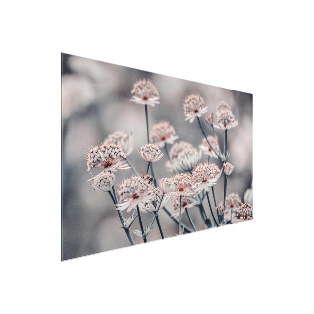 Glasbild - Mystischer Blütenstrauch - Querformat