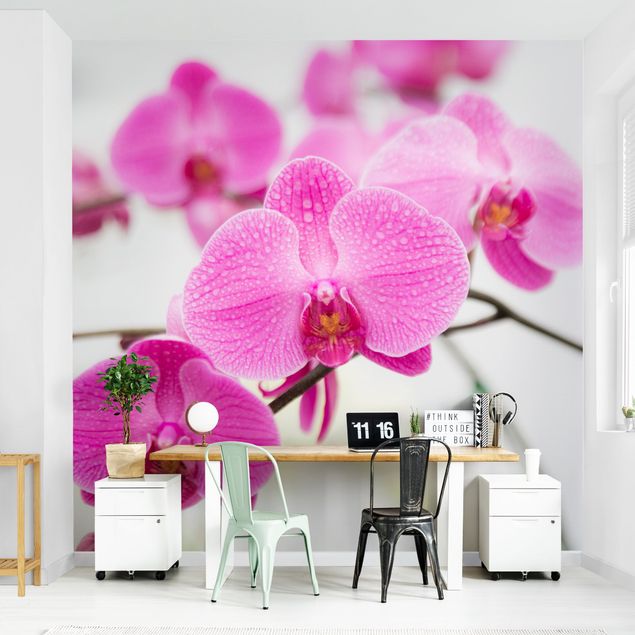 Fototapete - Nahaufnahme Orchidee