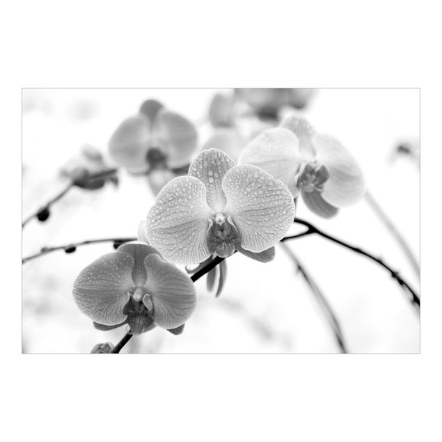 Fototapete - Nahaufnahme Orchidee Schwarz-Weiß - Querformat