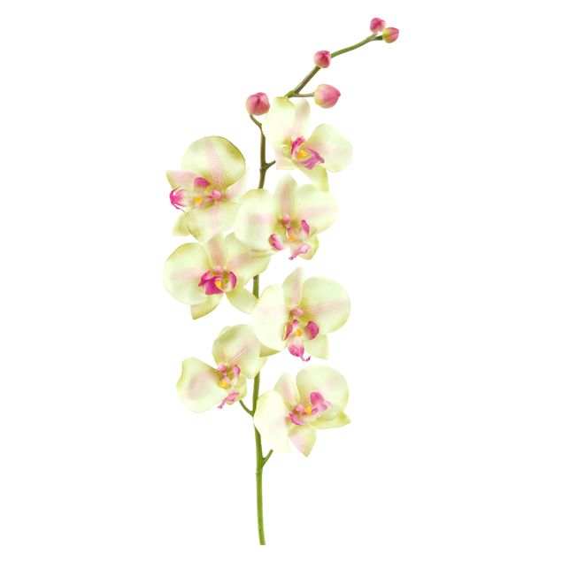 Blumen Wandtattoo No.190 Orchidee Weiß II