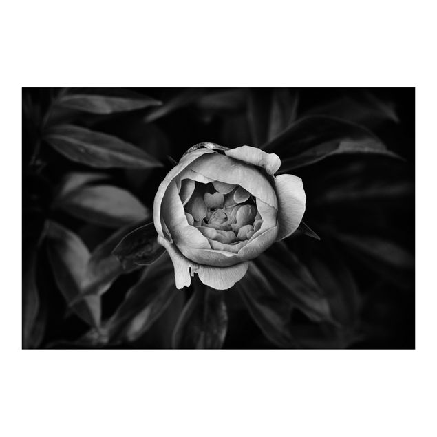 Fototapete - Pfingstrosenblüte vor Blättern Schwarz Weiß - Querformat