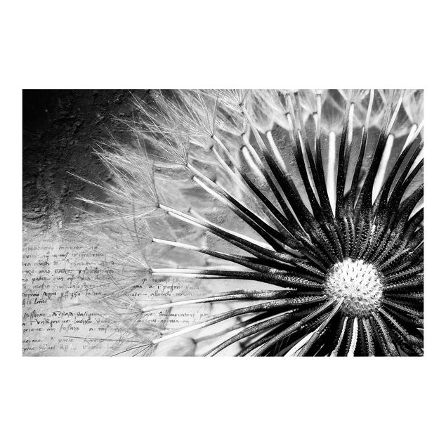 Fototapete - Pusteblume Schwarz & Weiß