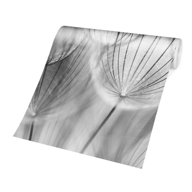 Fototapete - Pusteblumen Makroaufnahme in schwarz weiß