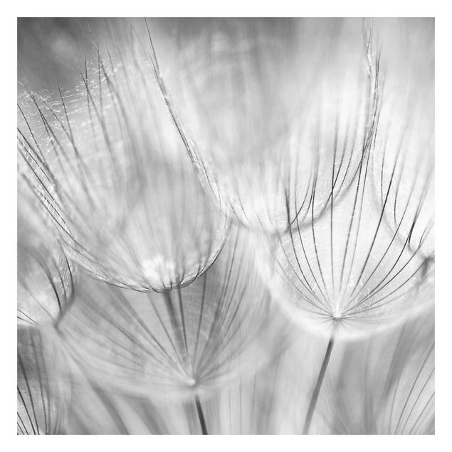 Fototapete - Pusteblumen Makroaufnahme in schwarz weiß